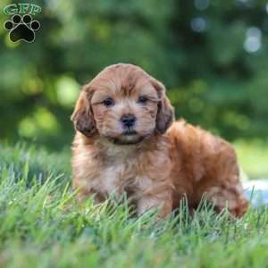 Ollie, Yorkie Poo Puppy