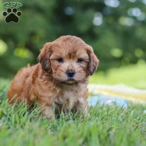 Ollie, Yorkie Poo Puppy