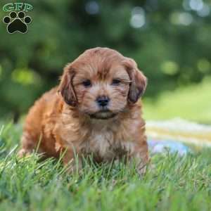 Ollie, Yorkie Poo Puppy