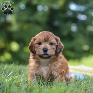 Ollie, Yorkie Poo Puppy
