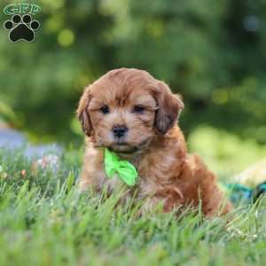 Ollie, Yorkie Poo Puppy