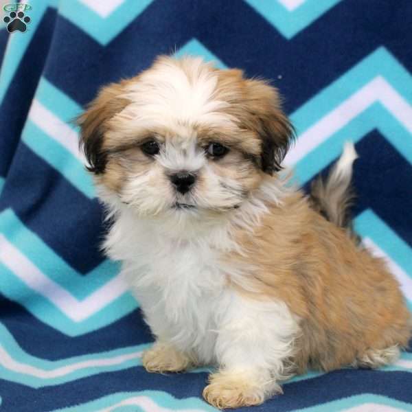 Omar, Shih Tzu Puppy