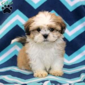 Omar, Shih Tzu Puppy