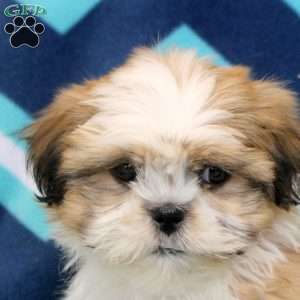 Omar, Shih Tzu Puppy