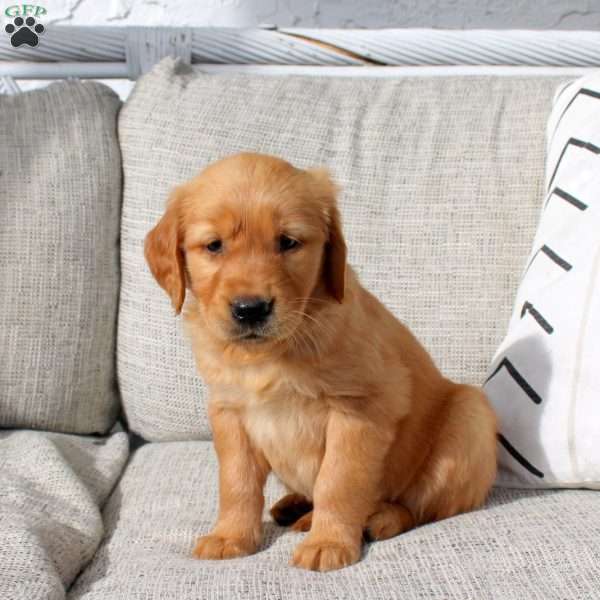 Onyx, Golden Retriever Puppy