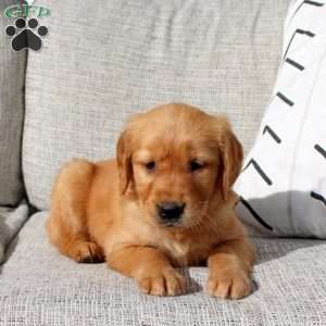 Onyx, Golden Retriever Puppy