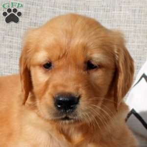 Onyx, Golden Retriever Puppy