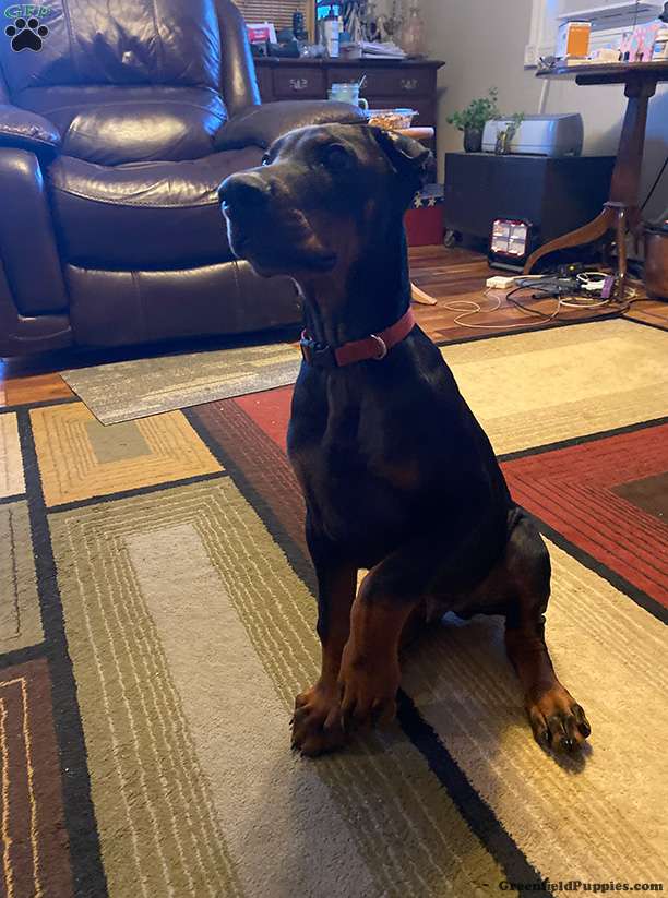 Hugo