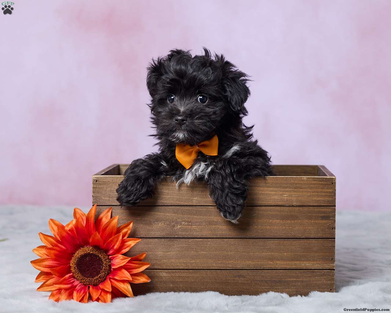 Oreo, Mini Aussiedoodle