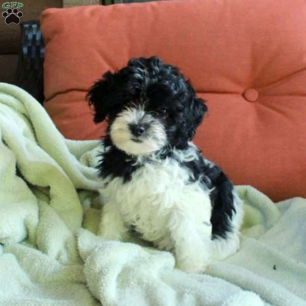 Oreo, Havapoo Puppy