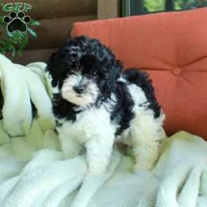 Oreo, Havapoo Puppy