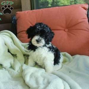 Oreo, Havapoo Puppy