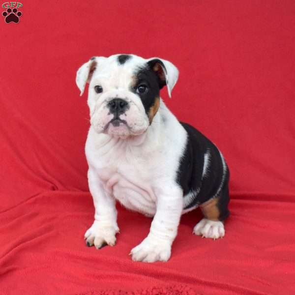 Oreo, English Bulldog Puppy
