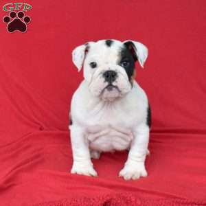 Oreo, English Bulldog Puppy