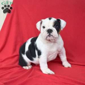 Oreo, English Bulldog Puppy