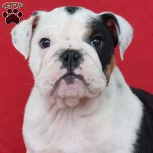 Oreo, English Bulldog Puppy
