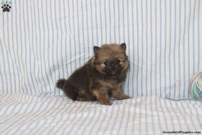 Oscar, Pomeranian
