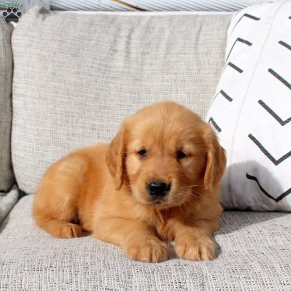 Oscar, Golden Retriever Puppy