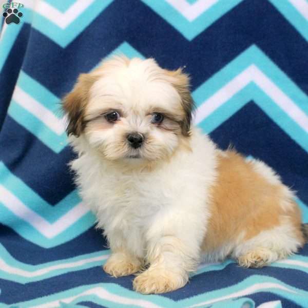 Oscar, Shih Tzu Puppy