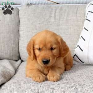 Oscar, Golden Retriever Puppy