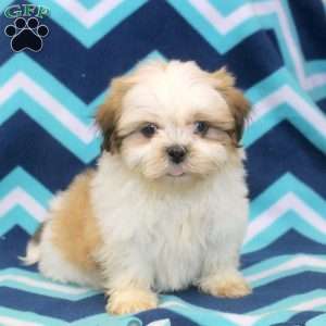 Oscar, Shih Tzu Puppy