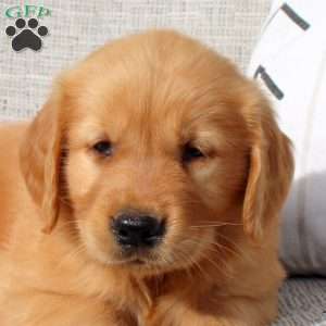 Oscar, Golden Retriever Puppy
