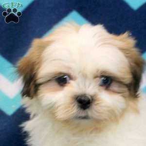 Oscar, Shih Tzu Puppy