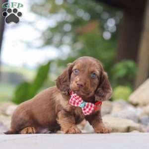 Otto, Dachshund Puppy