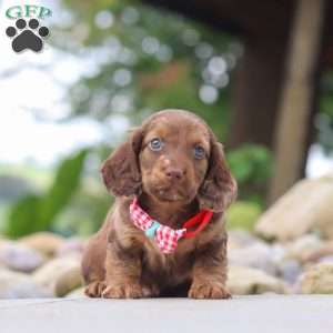 Otto, Dachshund Puppy