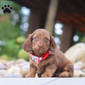 Otto, Dachshund Puppy
