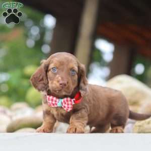 Otto, Dachshund Puppy