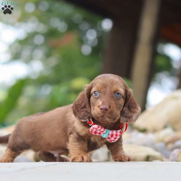 Otto, Dachshund Puppy
