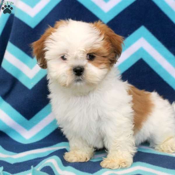 Otto, Shih Tzu Puppy