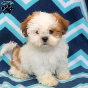 Otto, Shih Tzu Puppy