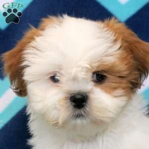 Otto, Shih Tzu Puppy