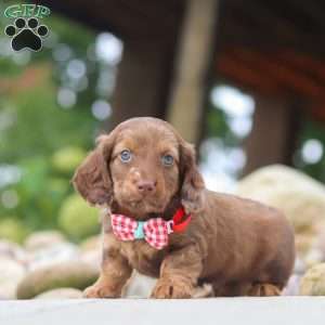 Otto, Dachshund Puppy
