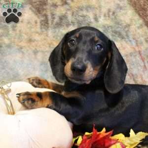 Otto, Dachshund Puppy