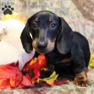 Otto, Dachshund Puppy