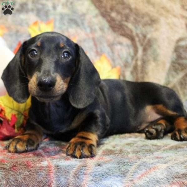 Otto, Dachshund Puppy