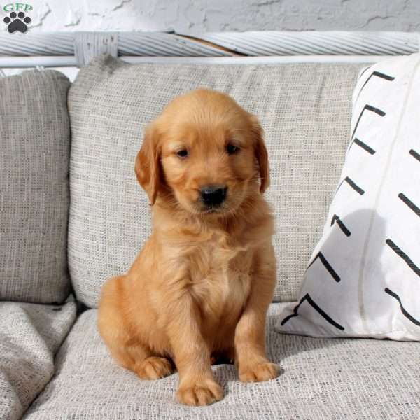 Owen, Golden Retriever Puppy