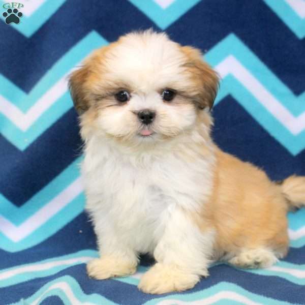 Owen, Shih Tzu Puppy