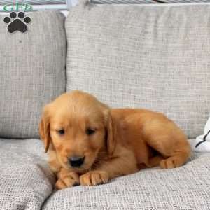 Owen, Golden Retriever Puppy