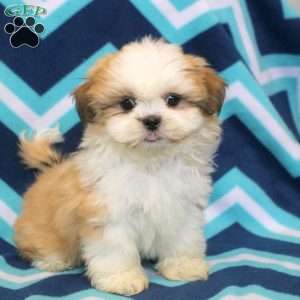Owen, Shih Tzu Puppy