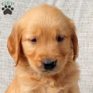 Owen, Golden Retriever Puppy