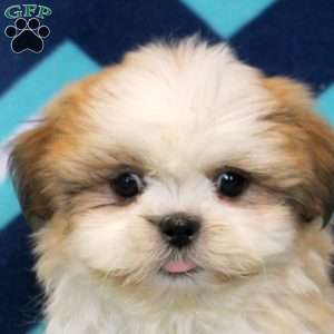 Owen, Shih Tzu Puppy