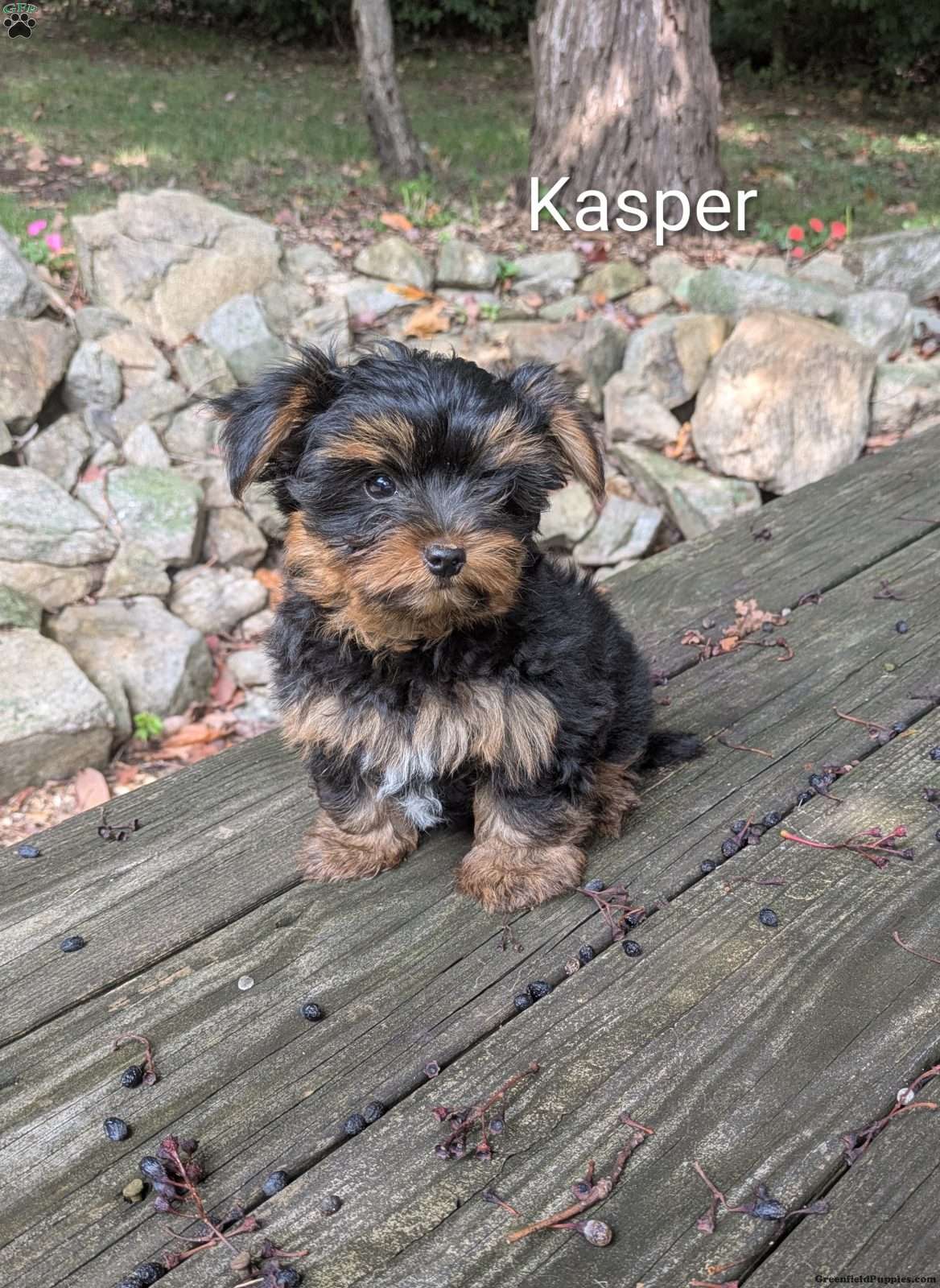 Kasper