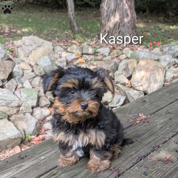 Kasper, Yorkie Puppy