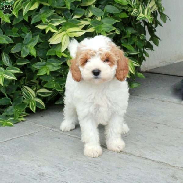 Paisley, Cavapoo Puppy