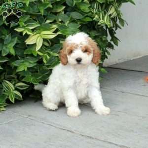 Paisley, Cavapoo Puppy