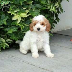 Paisley, Cavapoo Puppy